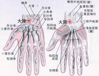 大凌穴位|醫砭 » 經穴庫 » 大陵